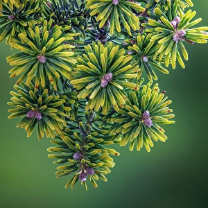 Images Dated 20th July 2024: USA, Washington State, Seabeck. Close-up of Korean firs with pollen cones