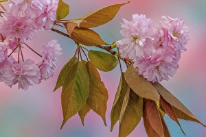 Images Dated 20th July 2024: USA, Washington State, Seabeck. Flowering Japanese cherry tree branch