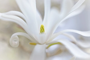 Images Dated 20th July 2024: USA, Washington State, Seabeck. White magnolia blossom close-up