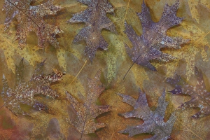 Images Dated 20th July 2024: USA, Washington State, Seabeck. Montage of autumn oak leaves