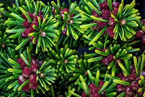 Images Dated 20th July 2024: USA, Washington State, Seabeck. Close-up of Korean firs with pollen cones
