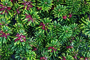 Images Dated 20th July 2024: USA, Washington State, Seabeck. Close-up of Korean firs with pollen cones