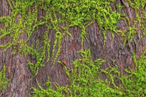 Moss Prints: USA, Washington State, Seabeck, Scenic Beach State Park. Moss on madrone tree