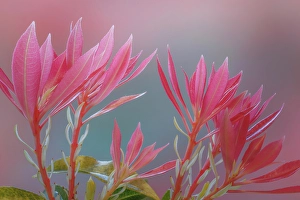 Images Dated 20th July 2024: USA, Washington State, Seabeck. Close-up of Japanese pieris plants