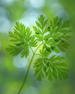 Images Dated 20th July 2024: USA, Washington State, Seabeck. Pacific bleeding heart leaves