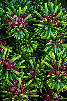 Images Dated 20th July 2024: USA, Washington State, Seabeck. Close-up of Korean fir with pollen cones