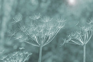 Images Dated 20th July 2024: USA, Washington State, Seabeck. Bare Queen Anne's lace stems colorized blue