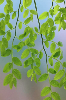 Images Dated 20th July 2024: USA, Washington State, Seabeck. Huckleberry leaves in spring