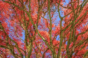 Images Dated 20th July 2024: USA, Washington State, Seabeck. Japanese maple tree in autumn color