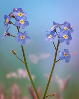 Images Dated 20th July 2024: USA, Washington State, Seabeck. Forget-me-not blossoms close-up