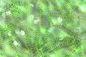 Fern Prints: USA, Washington State, Seabeck. Multiple exposure of maidenhair ferns