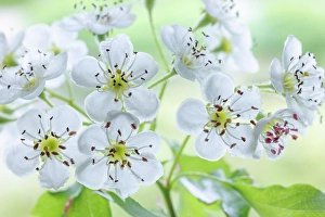 Images Dated 20th July 2024: USA, Washington State, Seabeck. Hawthorn blossoms close-up