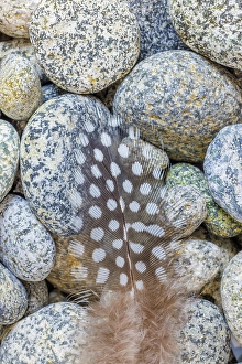 Images Dated 20th July 2024: USA, Washington State, Seabeck. Close-up of spotted guinea fowl feather on rocks