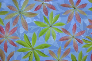 Images Dated 20th July 2024: USA, Washington State, Seabeck. Montage of Japanese pieris leaves in spring