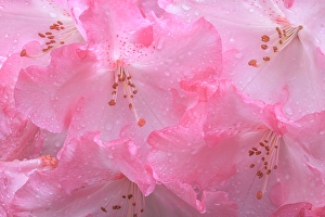 Images Dated 20th July 2024: USA, Washington State, Seabeck. Pink rhododendron flower close-up