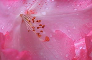 Images Dated 20th July 2024: USA, Washington State, Seabeck. Pink rhododendron flower close-up