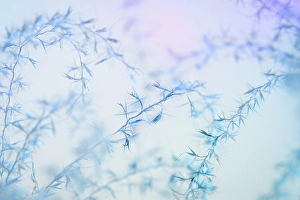 Images Dated 20th July 2024: USA, Washington State, Seabeck. Zebra grass seed heads