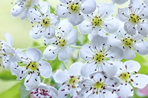 Images Dated 20th July 2024: USA, Washington State, Seabeck. Hawthorn blossoms close-up