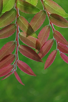 Images Dated 20th July 2024: USA, Washington State, Seabeck. Huckleberry leaves in fall