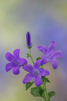 Images Dated 20th July 2024: USA, Washington State, Seabeck. Adria bellflower close-up
