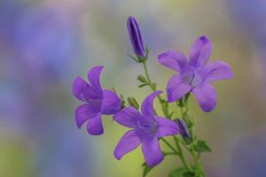 Images Dated 20th July 2024: USA, Washington State, Seabeck. Adria bellflower close-up