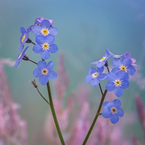 Images Dated 20th July 2024: USA, Washington State, Seabeck. Forget-me-not blossoms close-up
