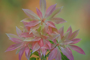 Images Dated 20th July 2024: USA, Washington State, Seabeck. Japanese pieris leaves in spring
