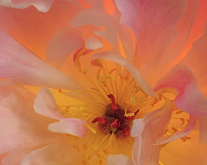 Images Dated 20th July 2024: USA, Washington State, Seabeck. Peony flower close-up