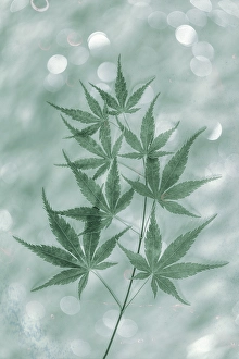 Images Dated 20th July 2024: USA, Washington State, Seabeck. Japanese maple tree branch
