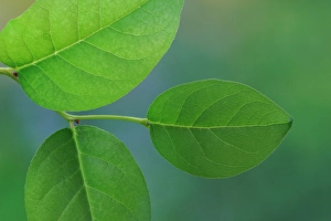 Images Dated 20th July 2024: USA, Washington State, Seabeck. Close-up of salal leaves