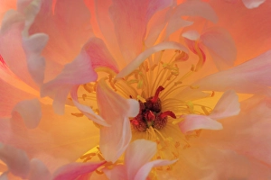 Images Dated 20th July 2024: USA, Washington State, Seabeck. Peony flower close-up