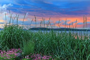 Images Dated 20th July 2024: USA, Washington State, Seabeck. Sea grass and sea thrift flowers at sunset on Hood Canal