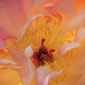 Images Dated 20th July 2024: USA, Washington State, Seabeck. Peony flower close-up