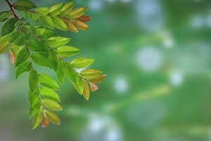 Images Dated 20th July 2024: USA, Washington State, Seabeck. Evergreen huckleberry branch in spring