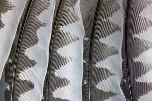 Images Dated 20th July 2024: USA, Washington State, Seabeck. Close-up of woodpecker feathers