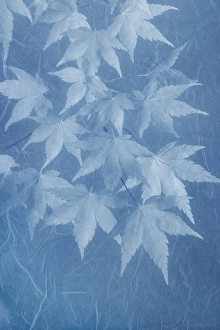 Images Dated 20th July 2024: USA, Washington State, Seabeck. Montage of Japanese maple branches