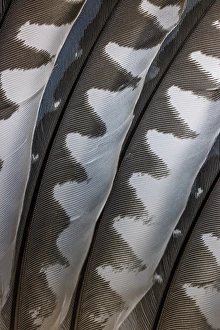 Images Dated 20th July 2024: USA, Washington State, Seabeck. Close-up of woodpecker feathers