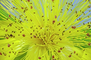 Images Dated 20th July 2024: USA, Washington State, Seabeck. St. John's wort flower