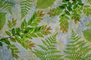 Images Dated 20th July 2024: USA, Washington State, Seabeck. Montage of variety of leaves