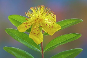 Images Dated 20th July 2024: USA, Washington State, Seabeck. St. John's wort flower