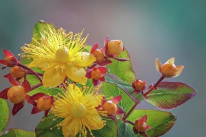 Images Dated 20th July 2024: USA, Washington State, Seabeck. St. John's wort flowers and buds