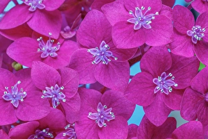 Images Dated 20th July 2024: USA, Washington State, Seabeck. Hydrangea blossoms close-up