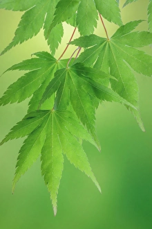Images Dated 20th July 2024: USA, Washington State, Seabeck. Japanese maple branches close-up