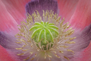 Images Dated 20th July 2024: USA, Washington State, Seabeck. Pink poppy close-up