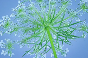 Images Dated 20th July 2024: USA, Washington State, Seabeck. Underside of bishop's weed plant and flowers