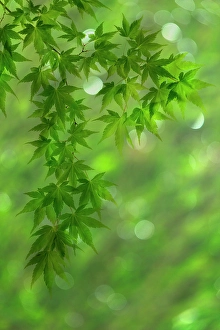 Images Dated 20th July 2024: USA, Washington State, Seabeck. Japanese maple branches