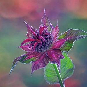Images Dated 20th July 2024: USA, Washington State, Seabeck. Purple bee balm blossom close-up