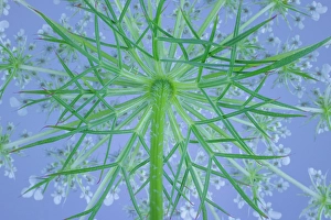 Images Dated 20th July 2024: USA, Washington State, Seabeck. Underside of bishop's weed plant and flowers