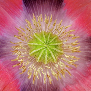 Images Dated 20th July 2024: USA, Washington State, Seabeck. Pink poppy close-up
