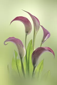 Caribbean Gallery: USA, Washington State, Seabeck. Calla lily flowers close-up